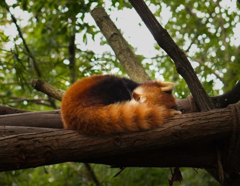 SleepyRedPanda